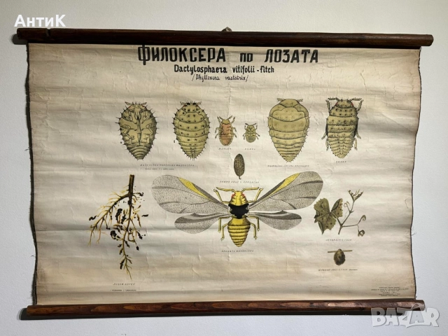 Соц Учебни Плакати Постери Ботаника, снимка 7 - Антикварни и старинни предмети - 52580865