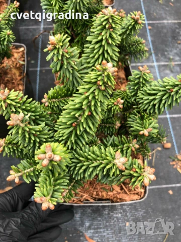 Abies koreana ‘Briljant’ (Корейска ела Брилянт), снимка 3 - Градински цветя и растения - 54108369