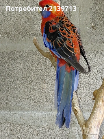 Продавам папагал пенантова розела, снимка 6 - Папагали - 51671575