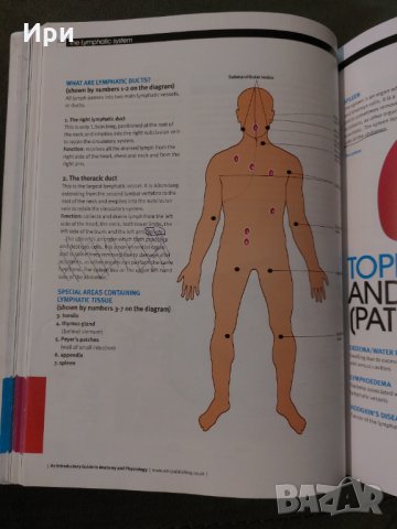 An Introductory Guide to Anatomy & Physiology, снимка 5 - Специализирана литература - 35404101