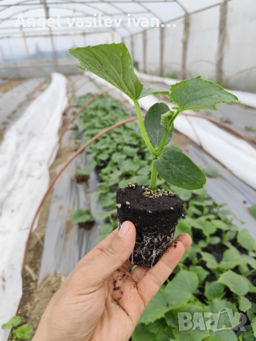 Разсад краставици Tasty King – здрав и високодобивен, снимка 2 - Други - 54089169