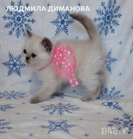 Персийско екзотично момиче. , снимка 3 - Персийска - 52883045