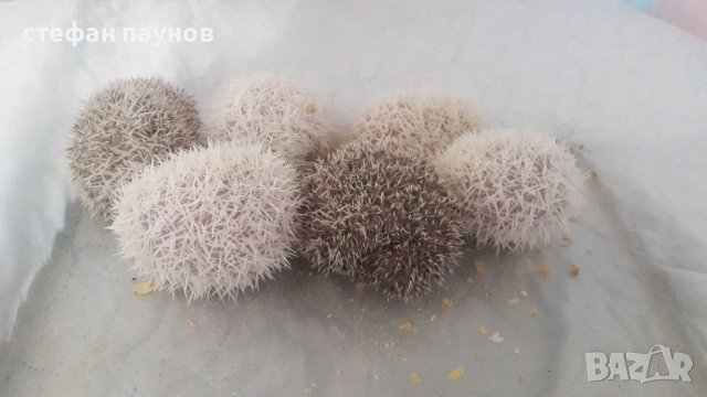 Таралежчета