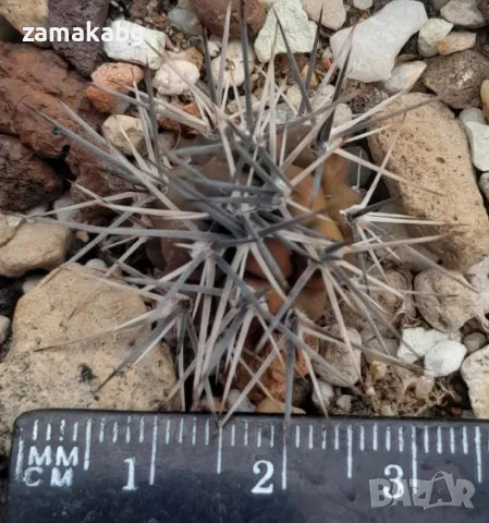 Тефрокактус (Tephrocactus alexanderi), кактус, растение