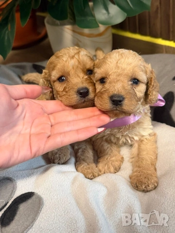 Пудел той , снимка 4 - Пудели - 53259017