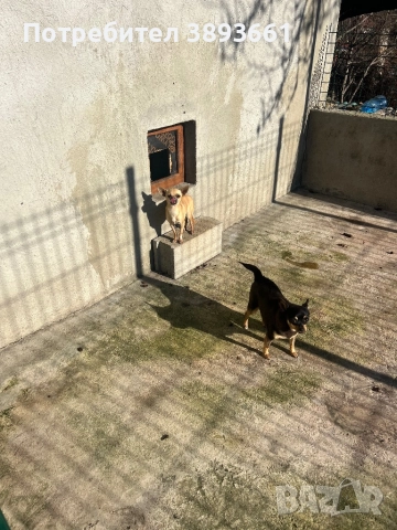 Три Чихуахуа с родословие, снимка 4 - Чихуахуа - 47044870