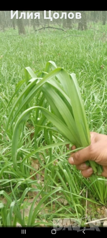 Самардала 2026 