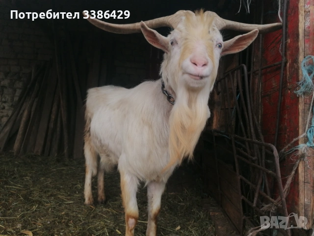 Продават се мъжки кастрирани и пръч, снимка 3 - Кози - 54171466