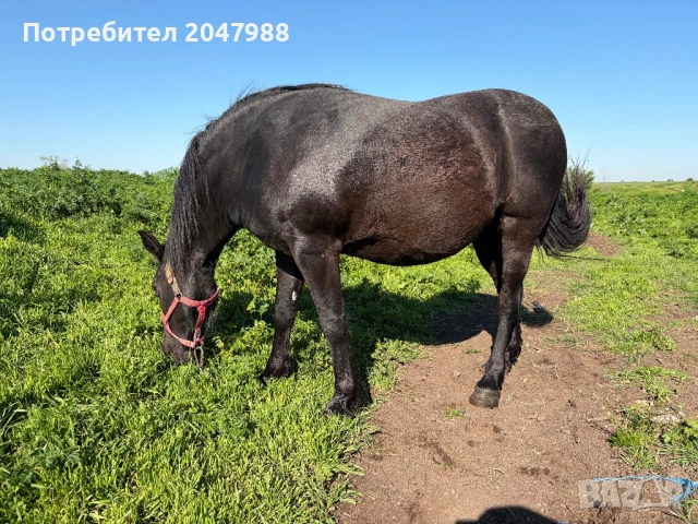 Кобила кон коне, снимка 7 - Коне - 54317054