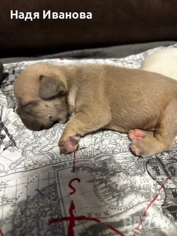 Френски булдог, снимка 6 - Френски булдог - 52687083