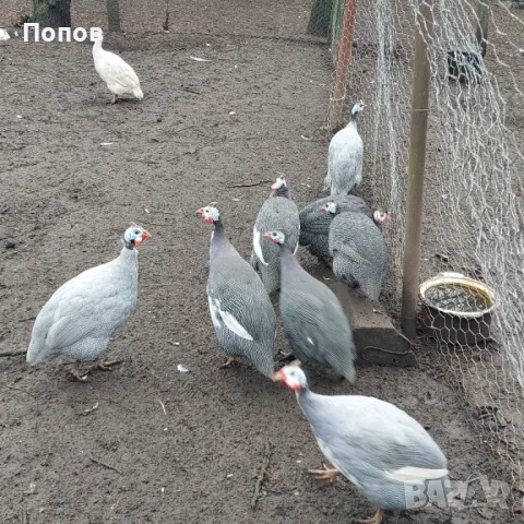 Продавам токачки, снимка 11 - други­ - 48205893