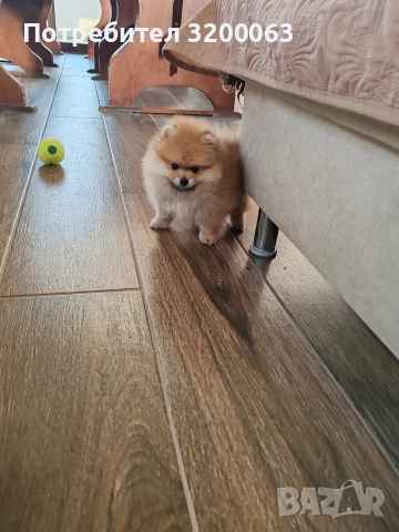 Померан мини мъжко и женско , снимка 10 - Померан - 52826685