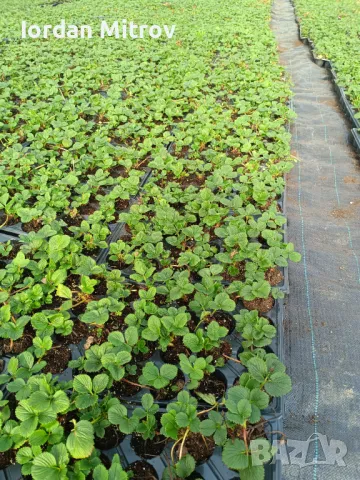 Разсад .Ягоди и малини, снимка 6 - Разсади - 49494255