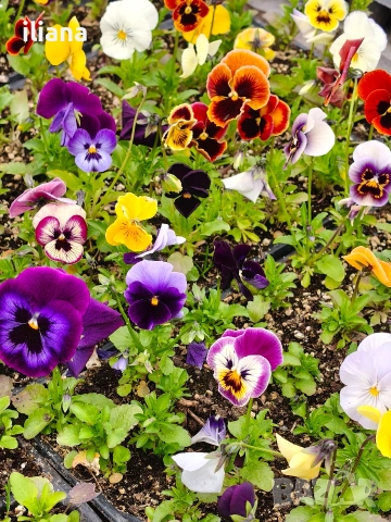 Продавам теменужки, снимка 6 - Градински цветя и растения - 54018865