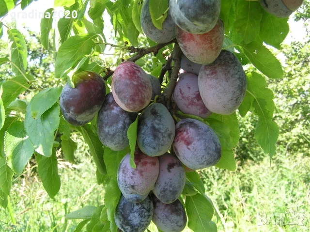 Пламкот (Сливо-кайсиев хибрид), снимка 9 - Разсади - 56525638