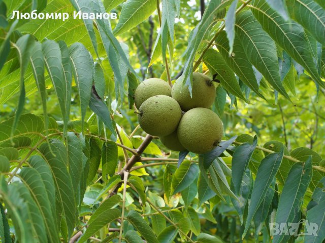 Семена от широколистни видове - Дъб Скоруша Бук Габър Еводия Албиция Пекан Лимон Глог Рожков, снимка 14 - Сортови семена и луковици - 27354748