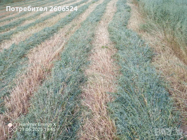 Рулонни бали овес., снимка 8 - За селскостопански - 48163698