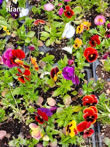 Продавам теменужки , снимка 3 - Градински цветя и растения - 54186272