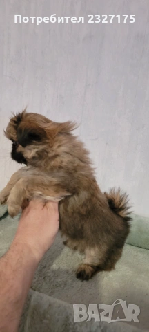 Пекинези, снимка 3 - Пекинез - 25815187