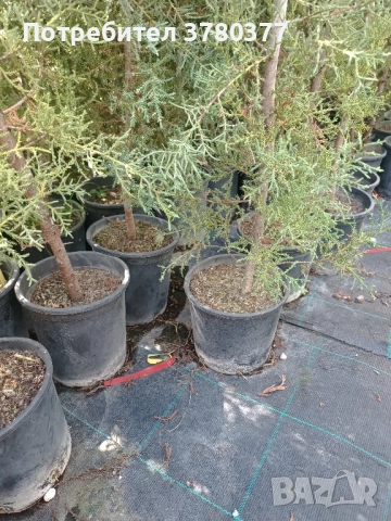 Аризонски Кипарис височина около 170-180 см, снимка 4 - Градински цветя и растения - 51805731
