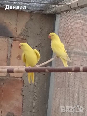 Малък Александър 