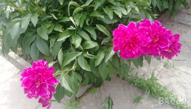 Продавам корени (коренища) от Божури (български), снимка 5 - Разсади - 56056692