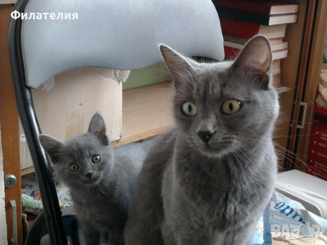 Сини Руски котета , снимка 3 - Руска синя котка - 52732642