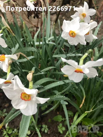 Нарциси бели луковици
