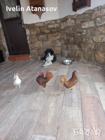 зибрайт , снимка 5 - други­ - 53022015