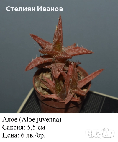 Сукуленти - алое, астролоба, хавортия, гастерия и гастералое,, снимка 7 - Стайни растения - 51468494