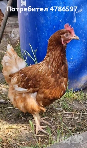 Елитни представители на породата Ломан Браун (12 месеца)