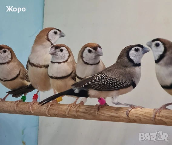 Продавам Белолици амадини, снимка 12 - Амадини - 52827707