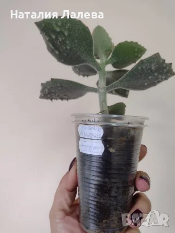 Каланхое, kalanchoe beharensis Fang, снимка 2 - Стайни растения - 56307959