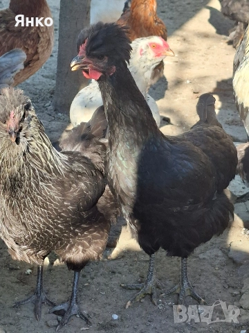 кокошки, снимка 6 - Кокошки и пуйки - 54364671