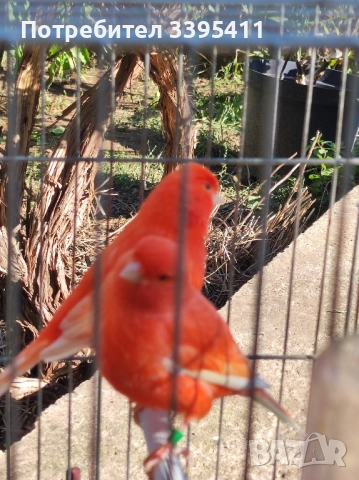 Продавам цветни канари, снимка 10 - Канари - 52188924