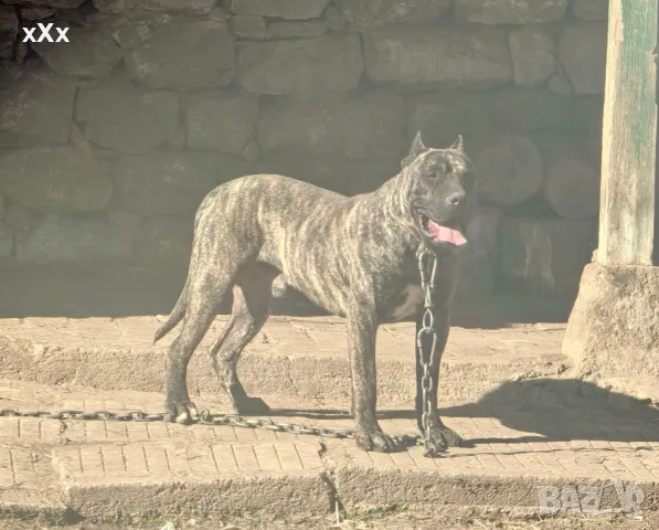 Преса Канарио! Разплод! , снимка 2 - Дого аржентино - 49642332