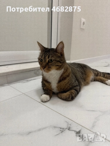 Спешно търси дом – ДОМАШЕН КОТАРАК, снимка 8 - Други - 52794447