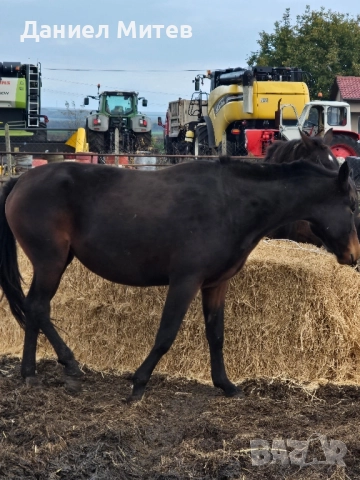 Дунавска кобила с дукоменти
На три години и половина, снимка 2 - Коне - 52481856