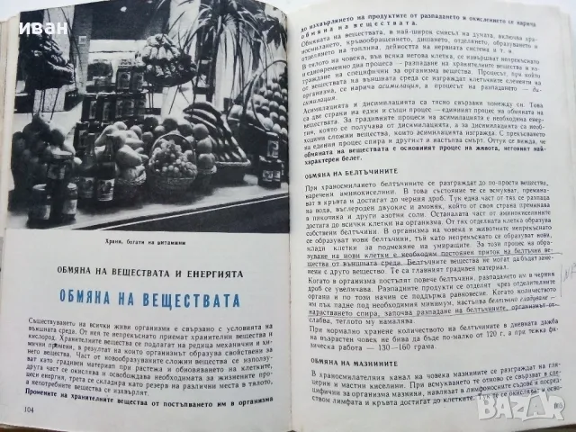 Анатомия и Физиология на човека 8 клас. - Г.Налбантов - 1967г., снимка 5 - Учебници, учебни тетрадки - 49699243