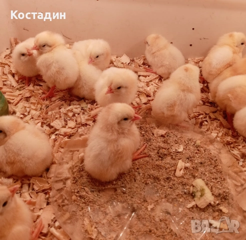 бял легхорн , снимка 5 - Кокошки и пуйки - 54050413