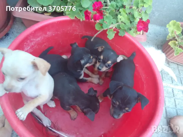 Чихуахуа ,чихупинчерчета джуджета, снимка 5 - Чихуахуа - 49982185