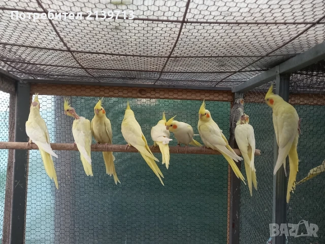 Продавам папагали млади Корели от 2025 г., снимка 6 - Папагали - 50449957