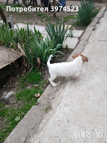  Джак ръсел , снимка 8 - Джак ръсел териер - 53719399