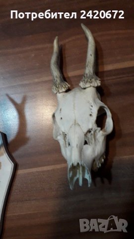 Ловен  трофей, снимка 2 - Оборудване и аксесоари за оръжия - 36646276