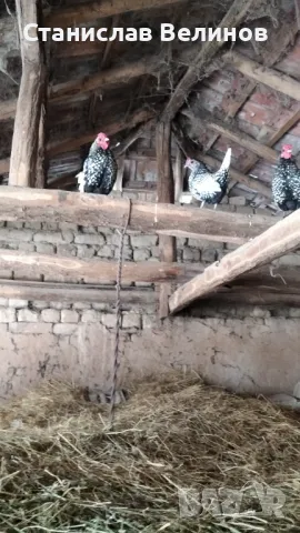 Продавам  петлета Зибрай, снимка 7 - Кокошки и пуйки - 47557661