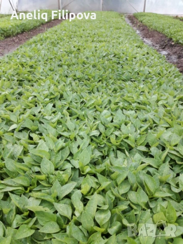 Продавам разсад за Пипер и Домати , снимка 7 - Разсади - 53193867