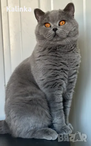 Чистокръвен мъжки британец за разплод, снимка 14 - Търси партньор - 41953795