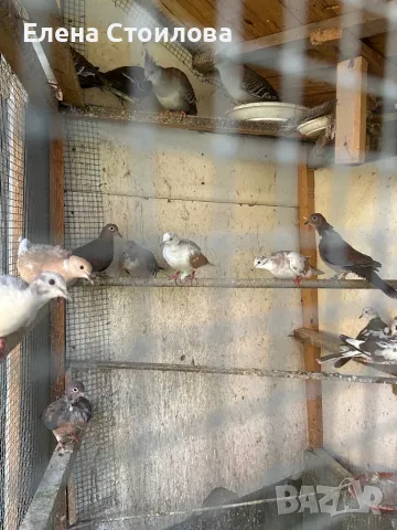 Различни видове гугутки, гр.Пещера, снимка 8 - Гълъби - 50148737