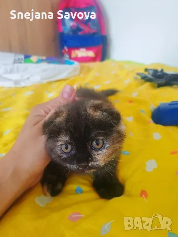 Прекрасни Шотландски Клепоухи котенца (Scottish Fold), снимка 2 - Други - 56071434