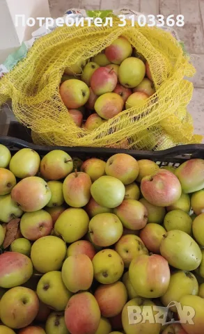🍎100% БИО ябълки сорт „Камчийска Синапка“ – Директно от градината! 🍎